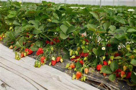 C Mo Plantar Fresas En Un Huerto Huertos Y Cultivos