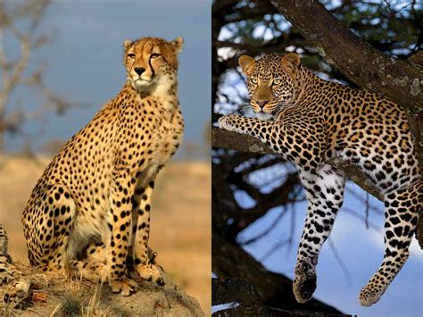 Cheetah Vs Leopard Difference And Comparison Diffen