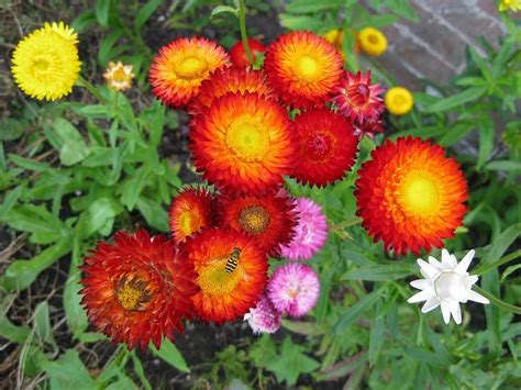 Una crónica de fernando vivas las alas del oficialismo se agitan antes del voto de investidura que deberá ocurrir el 26. 100 Semillas De Siempreviva Doble Flor De Papel Inmortal ...