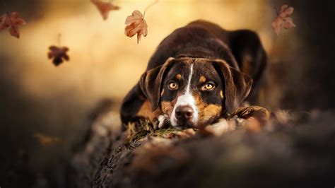 2560x1440 Cute Dog 4k 1440p Resolution Wallpaper Hd Animals 4k