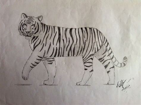 Tiger Simple Drawing Tiger Sketch Easy Drawings Animal Sketches