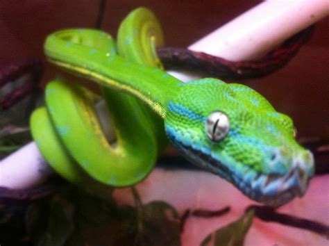 Green Tree Python Color Change Gallery Ebaums World