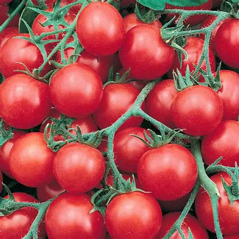 Tumbler Tomatoes Are An F1 Hybrid Variety That Is Excellent For Hanging