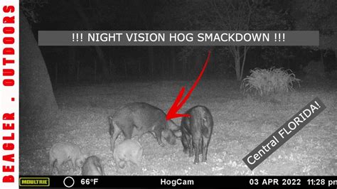 Central Florida Night Vision Hog Hunting 2022 Flhoghunting