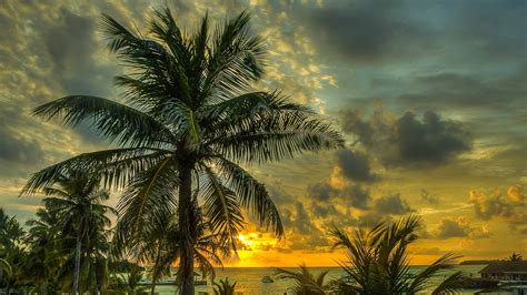 Download 1920×1080 Maldives Palms Trees Shadow Sea Hdr 4k Wallpaper