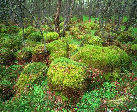 Polytrichum Moss On Woodland Floor Photograph By Simon Fraserscience