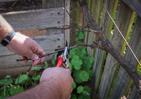 Time To Prune Grape Vines Organic Gardener Magazine Australia