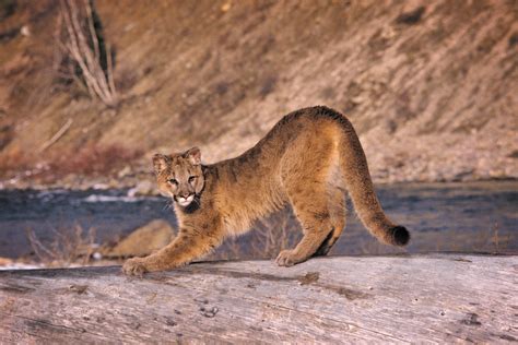 Information About Mountain Lions Home Design Ideas