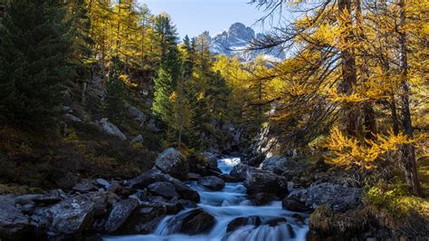 Forest Mountain River Stone Around Trees 4k 5k Hd Nature Wallpapers