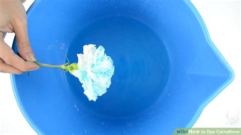 3 Ways To Dye Carnations Wikihow