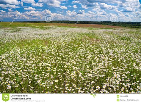 Spring Rural Landscape With A Flowering Flowers On Meadow Stock Image