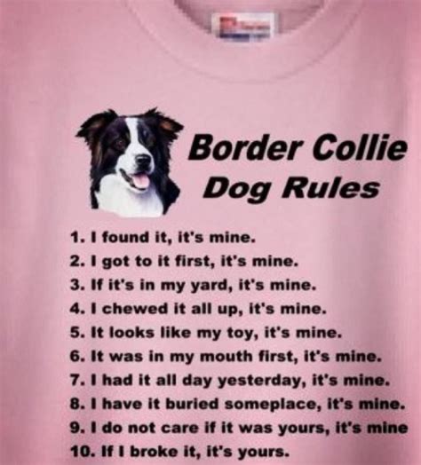 See, rate and share the best border collie memes, gifs and funny pics. Pin by Cooper's Way on Border Collie Marvelousness | Border collie, Collie, Collie dog