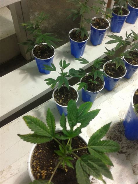 It's also a nice bonding experience to have with your child especially as baby bathing tips: Advice on babies in cups please. - Cannabis Cultivation ...