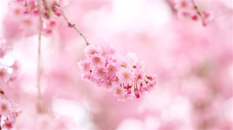 1920x1080 Sakura Flowers Bloom Pink Branches Spring Pink