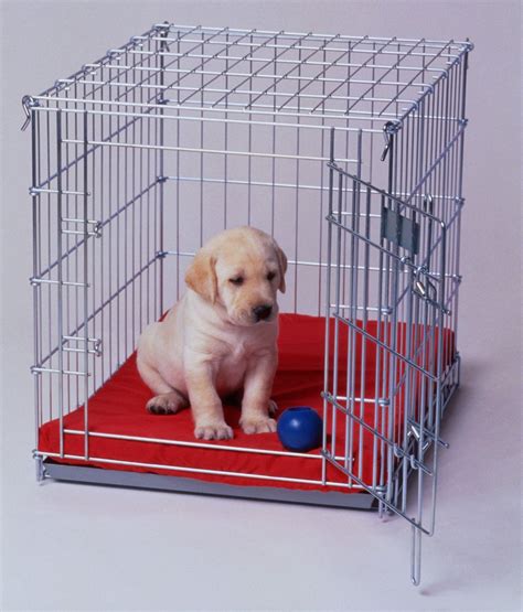 5 Must Know Tips For Crate Training Your Puppy