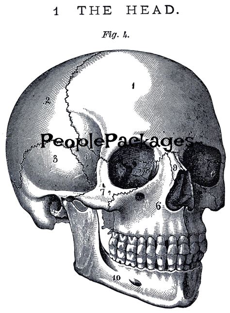 Anatomy Drawing Anatomy Art Skull Anatomy Skull Reference Totenkopf