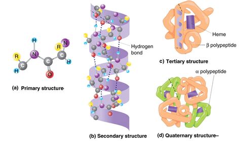 Protein Structure Levels Primary Secondary Tertiary Quaternary Amino