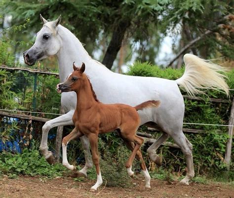 Caballos Árabes Horses Horse Pictures Beautiful Arabian Horses