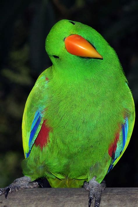 Pin On Bird Beauty