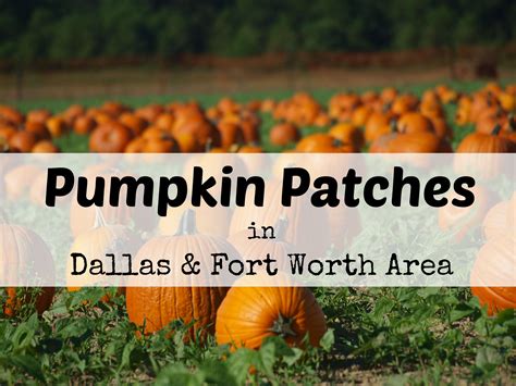 Pumpkin Patches In Dallas And Fort Worth North Texas Area