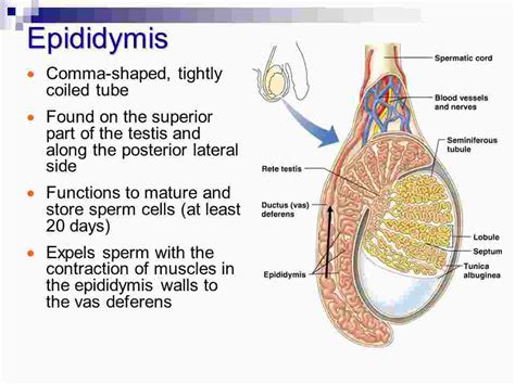 Contents Of The Scrotum Epididymis Vas Deferens Spermatic Cord And Cremaster Muscle