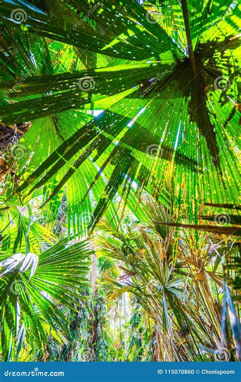 Palm Tree In Tropical Rainforest Stock Photo Image Of Abstract