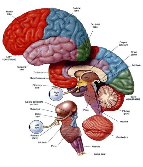 Brain Physiology And Behaviour Education Early Childhood Anatomy