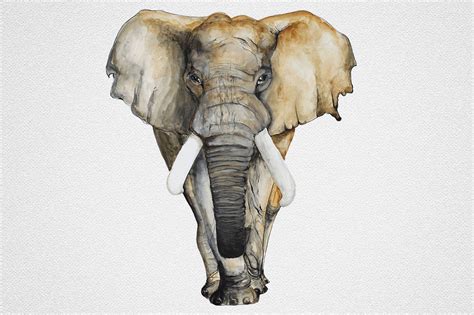 Watercolor Elephant By Ivan Feoktistov Thehungryjpeg