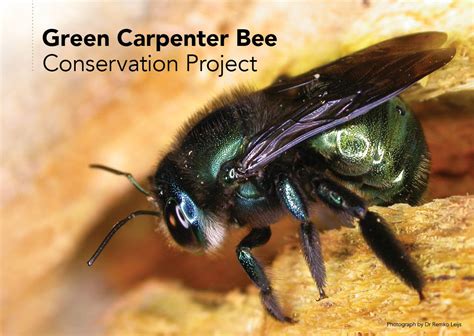 Green Carpenter Bee Conservation Project T Card The Wheen Bee