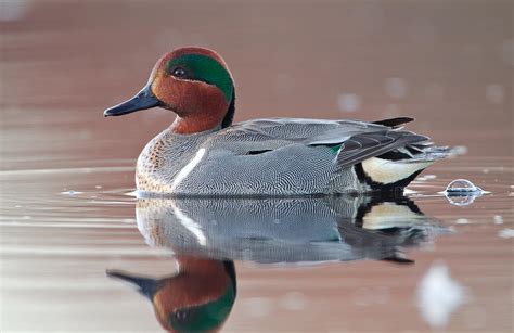 Drake Green Wing Teal In Marsh Photograph By Colin Clement Pixels