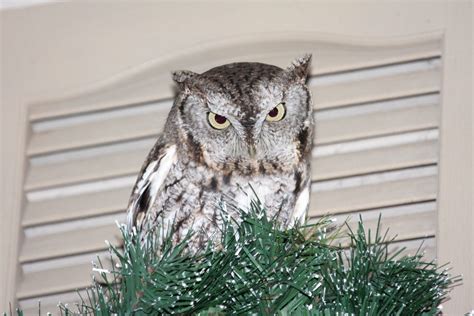 Eastern Screech Owl Birds Of Nebraska Online