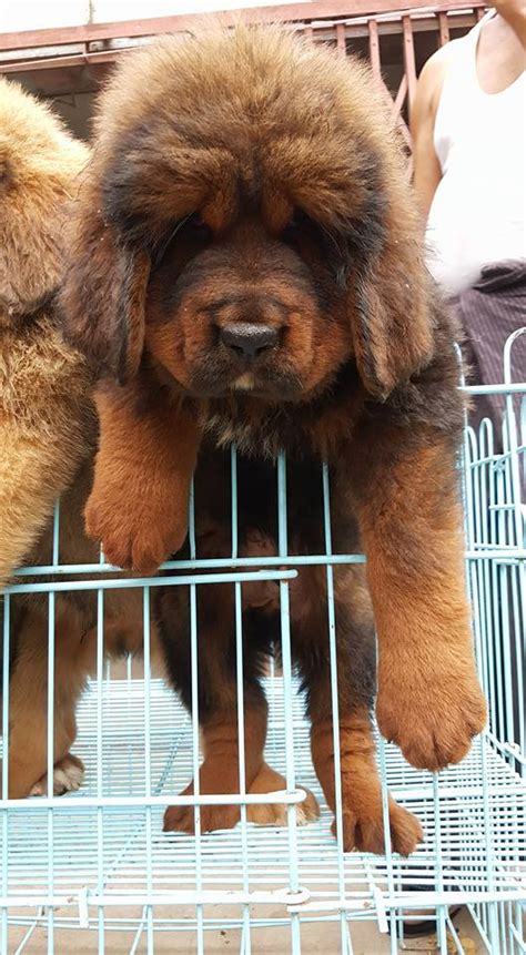 We have a male and female baby fox now ready to go. Tibetan Mastiff3