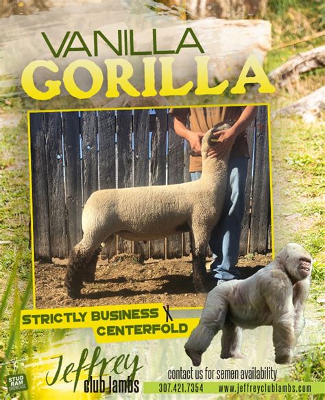 Vanilla Gorilla