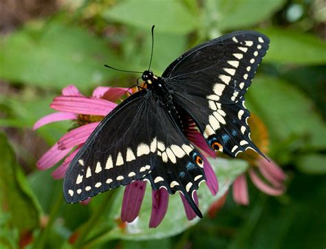 Black Swallowtail Alabama Butterfly Atlas