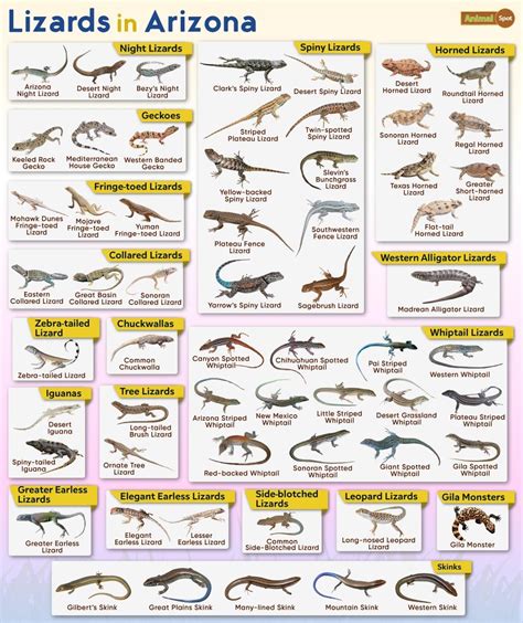 List Of Lizards Found In Arizona Facts With Pictures