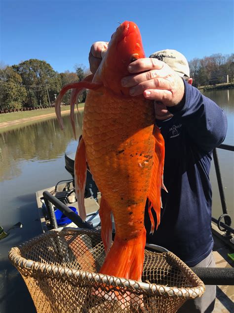 Giant Goldfish Weighing 9 Pounds Found In Small Lake