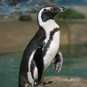 If you have any questions, please comment below. Category: Penguins | Aquarium