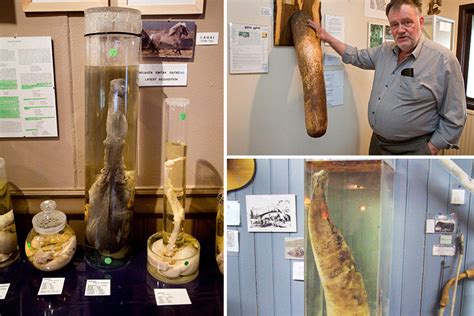 Inside Earths Biggest Penis Museumfounded Because Somebody Had To Do It