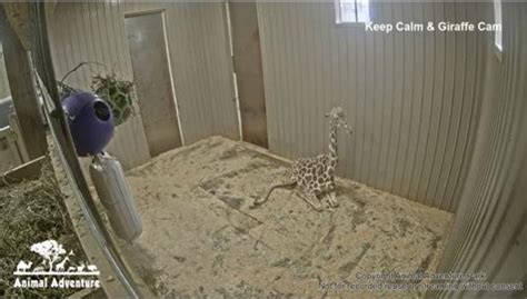 Giraffes Live Streaming Zoo Web Cam Animal Adventure Park Harpursville
