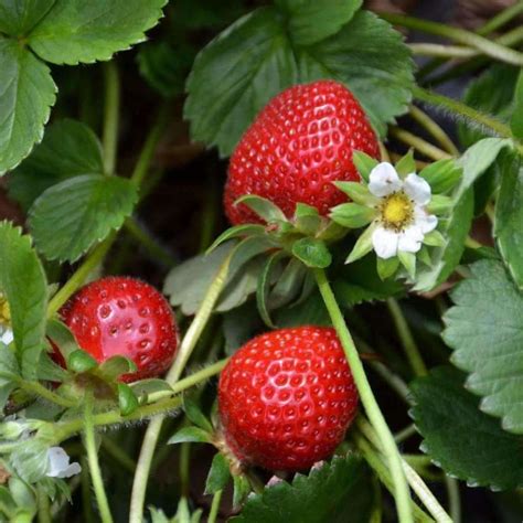Seeds for One Time Strawberry | Fragaria ananassa | Amkha Seed