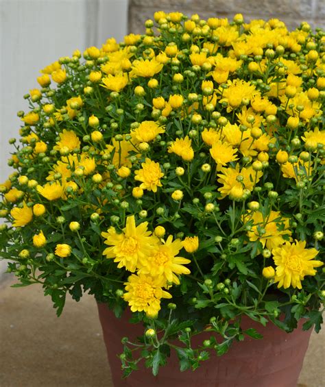 Yellow Mums 4 Youngs Plant Farm