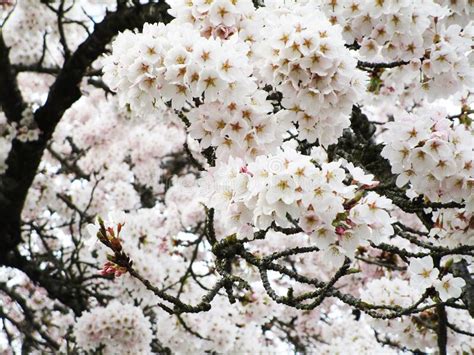 Bright Attractive Blooming Pink White Akebono Cherry Blossom Flowers