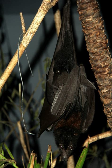 Black Flying Fox Or Black Fruit Bat Pteropus Alecto Zoochat