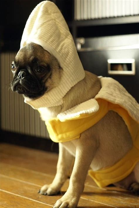 I Die A Yummy Banana Pug Appears Cute Funny Animals Pugs Funny Pugs