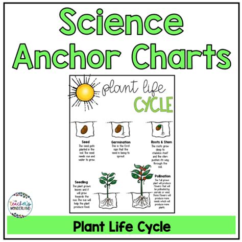 Plants Anchor Chart A Teachers Wonderland