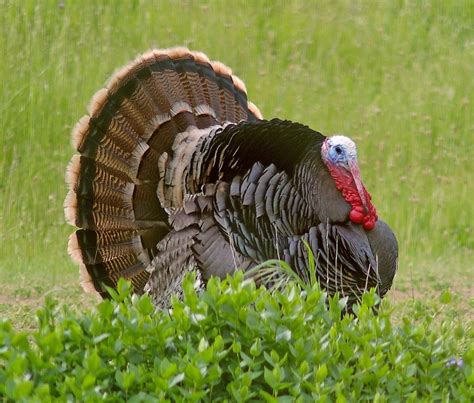 6 Fall Turkey Hunting Tips • Outdoor Canada