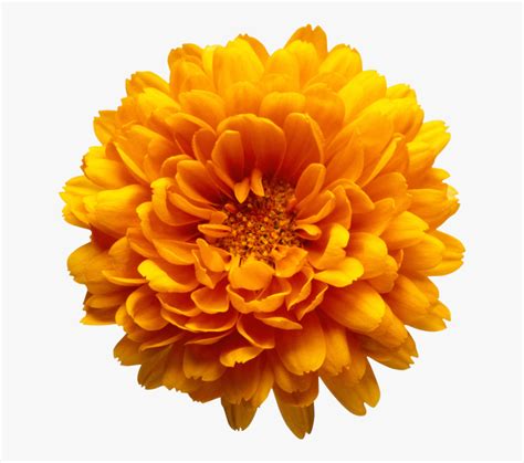 Maybe you would like to learn more about one of these? Marigolds Clipart Transparent - Orange Flower Transparent ...