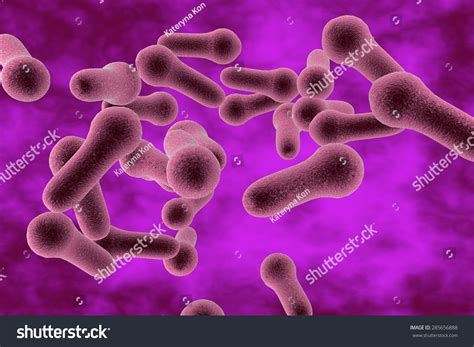 Microscopic Illustration Of Clostridium Tetani Clostridium Perfringes