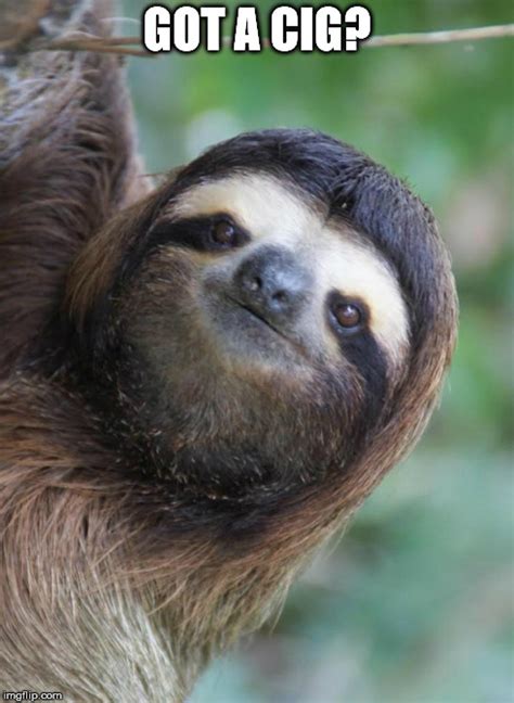 Cig Sloth Imgflip