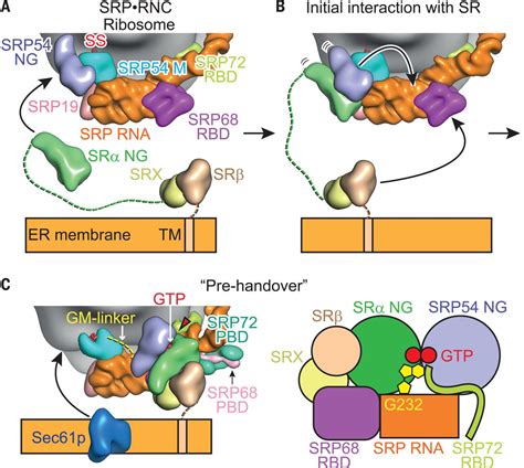 Structure Of A Prehandover Mammalian Ribosomal Srp·srp Receptor